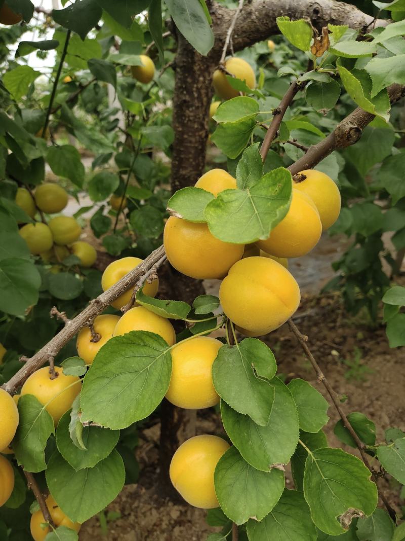 金太阳杏大量上市一手货源保证质量量大从优