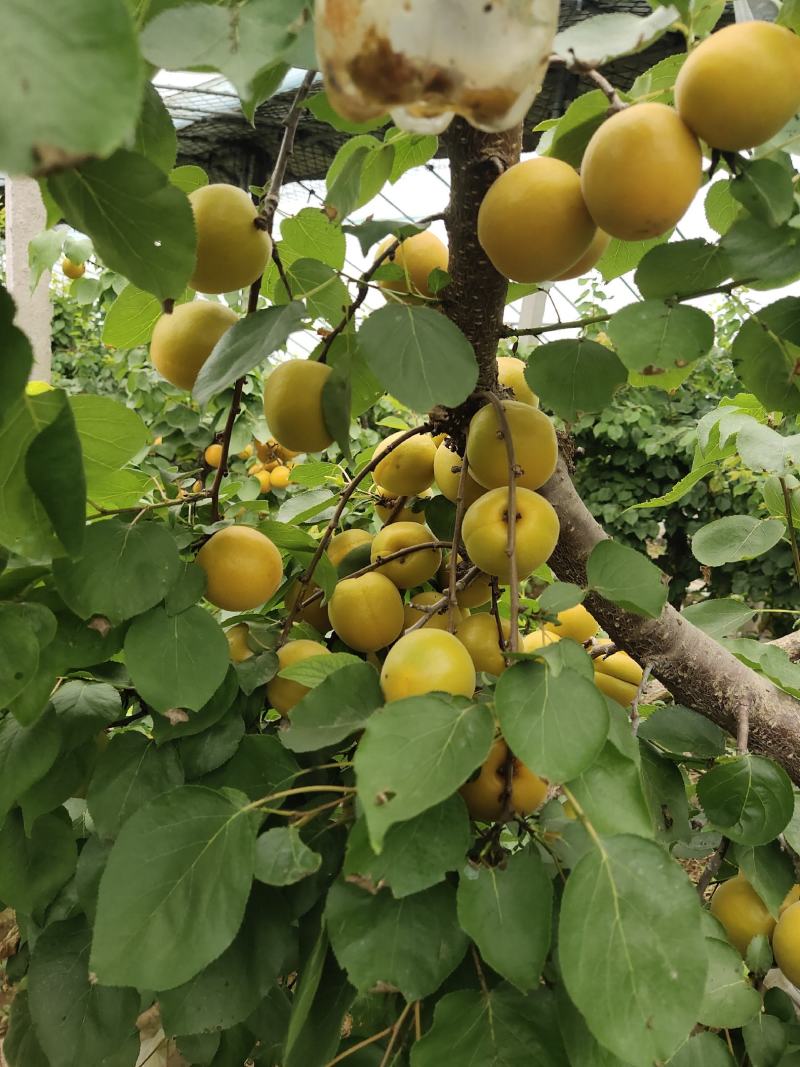 金太阳杏大量上市一手货源保证质量量大从优
