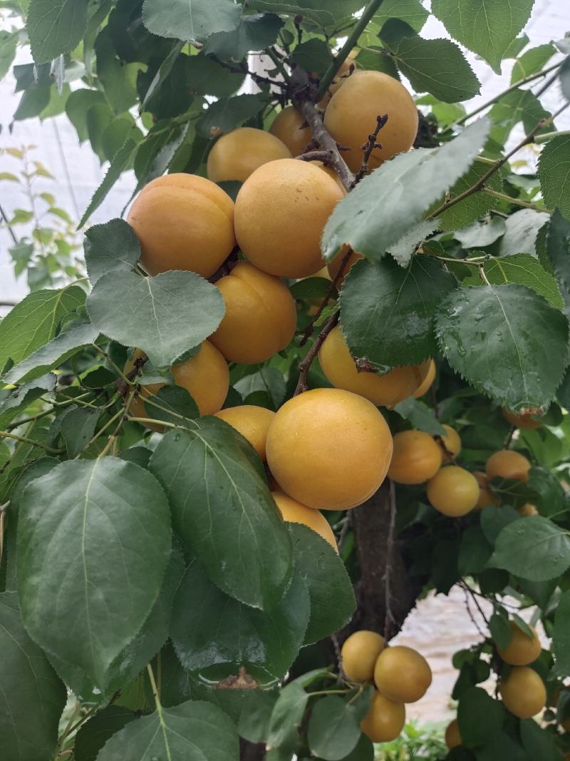 金太阳杏大量上市一手货源保证质量量大从优