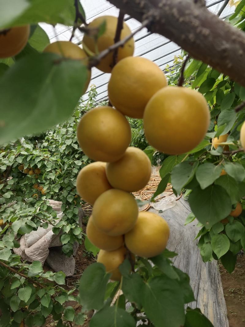 金太阳杏大量上市一手货源保证质量量大从优