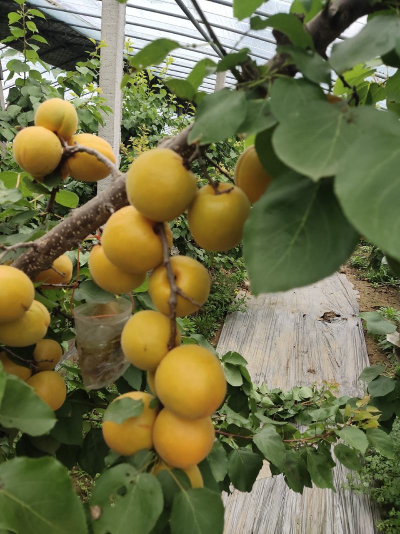 金太阳杏大量上市一手货源保证质量量大从优