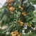 金太阳杏大量上市一手货源保证质量量大从优