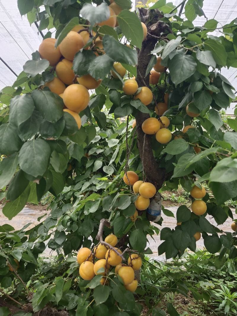 金太阳杏大量上市一手货源保证质量量大从优