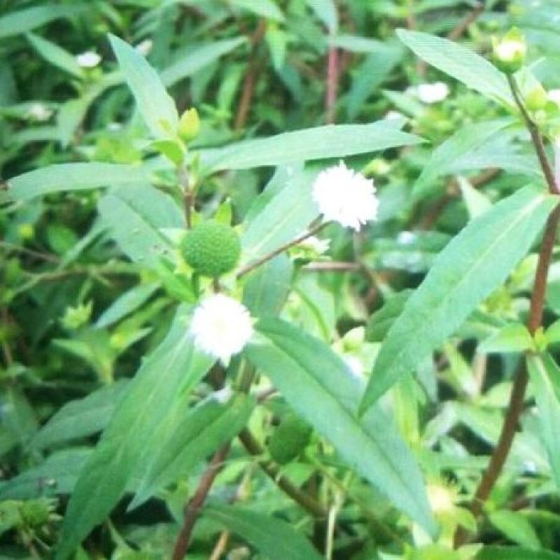 墨旱莲