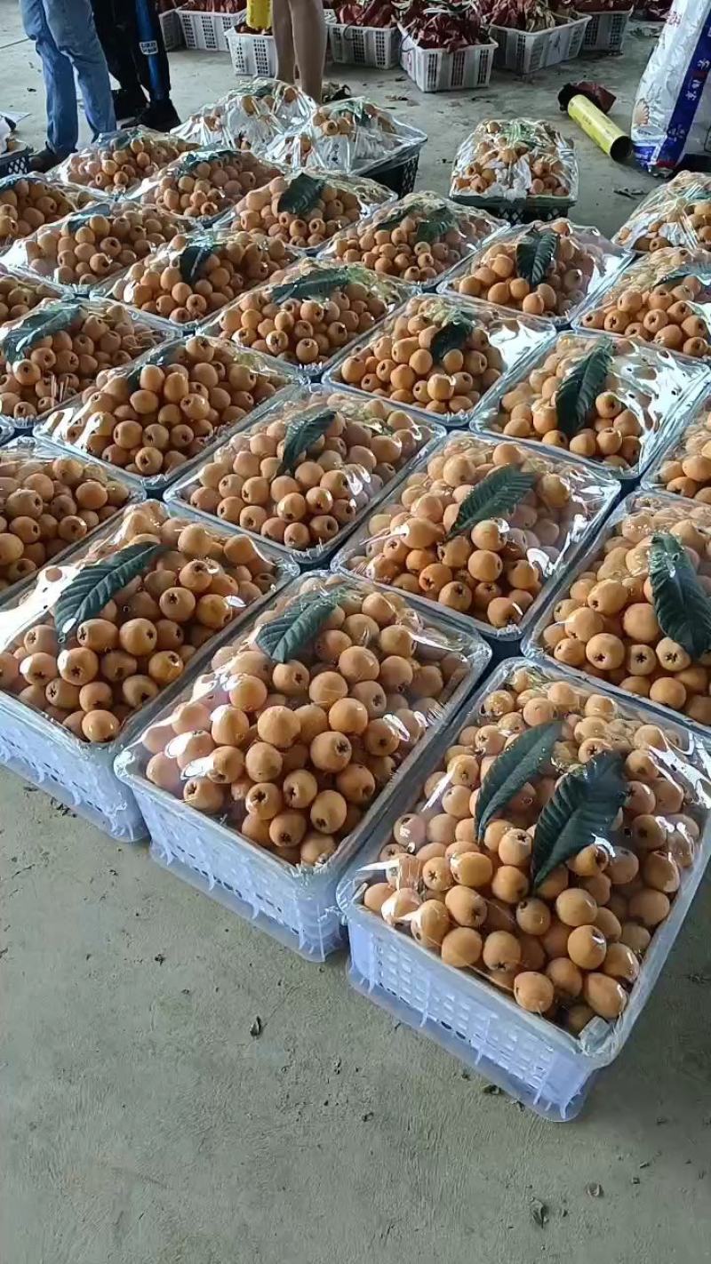 贵州精品枇杷大五星枇杷产地直供全国发货可视频看货