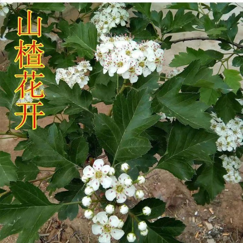山楂树盆景盆栽矮化带果无籽山楂软籽山楂甜山楂盆栽地栽带果