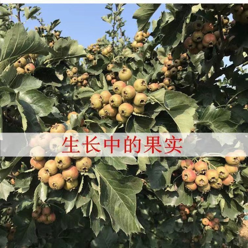 山楂树盆景盆栽矮化带果无籽山楂软籽山楂甜山楂盆栽地栽带果