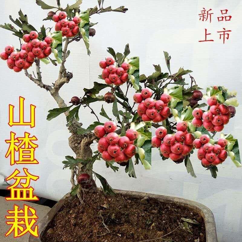 山楂树盆景盆栽矮化带果无籽山楂软籽山楂甜山楂盆栽地栽带果