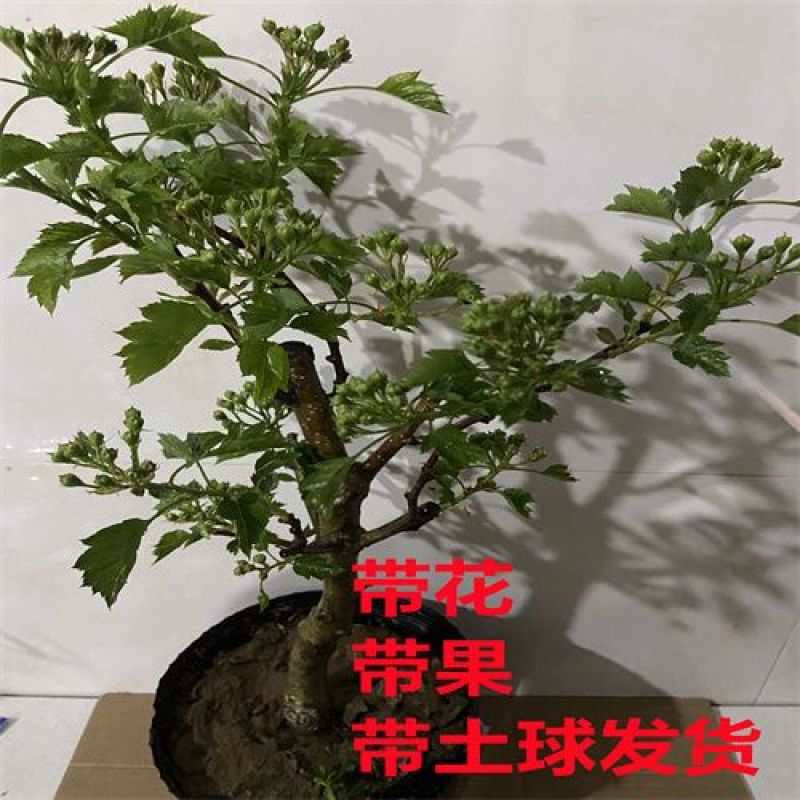 山楂树盆景盆栽矮化带果无籽山楂软籽山楂甜山楂盆栽地栽带果
