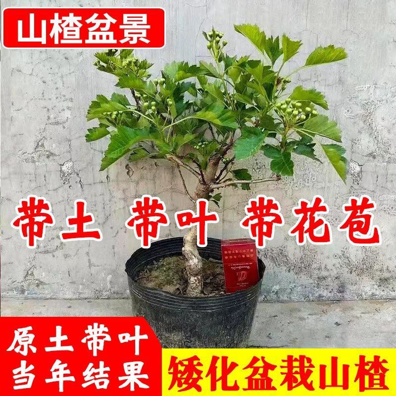 山楂树盆景盆栽矮化带果无籽山楂软籽山楂甜山楂盆栽地栽带果