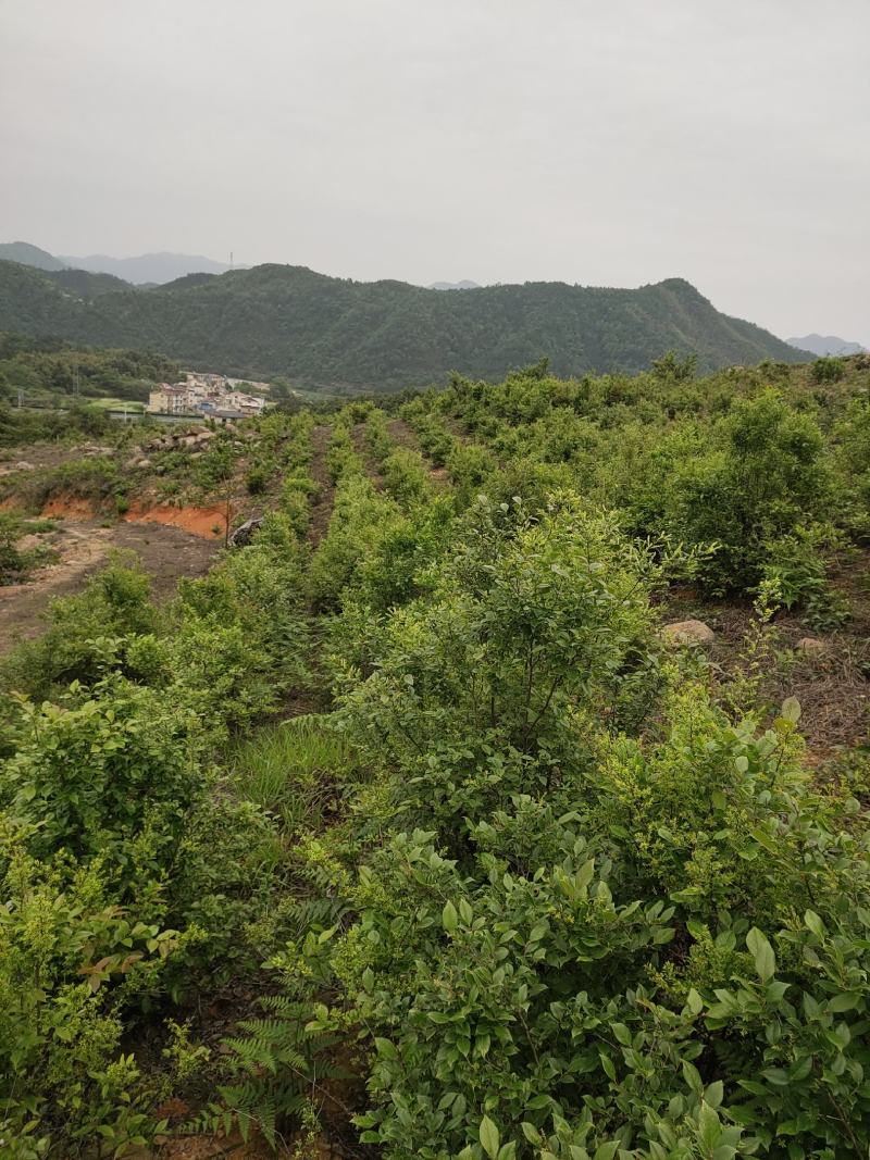安徽乌饭叶南烛叶原产地发货可批发零售欢迎客商下单