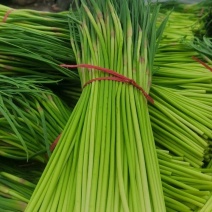 蒜薹，蒜苔，红帽蒜薹，产地上市中对接电商，市场，超市