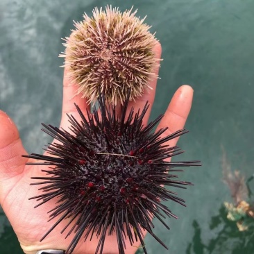 海胆，紫海胆，黄海胆，马粪胆