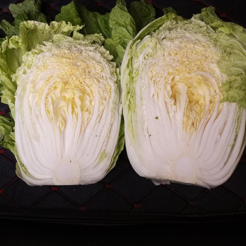 锦州黑山白菜大量上市产地直发价格便宜欢迎联系