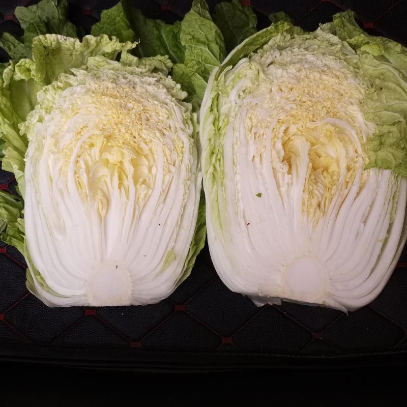 锦州黑山白菜大量上市产地直发价格便宜欢迎联系