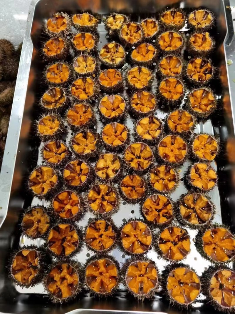 海胆，紫海胆，黄海胆，马粪胆