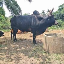老挝国内活牛