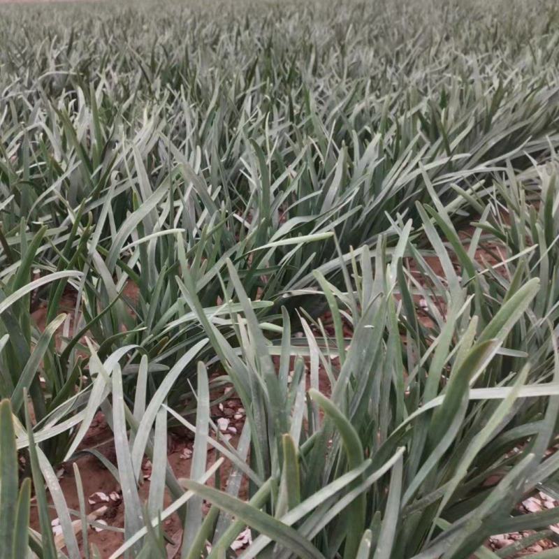 陆地精品韭菜，大量上货，产地一手货源