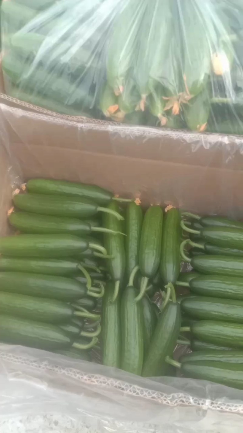水果小黄瓜
