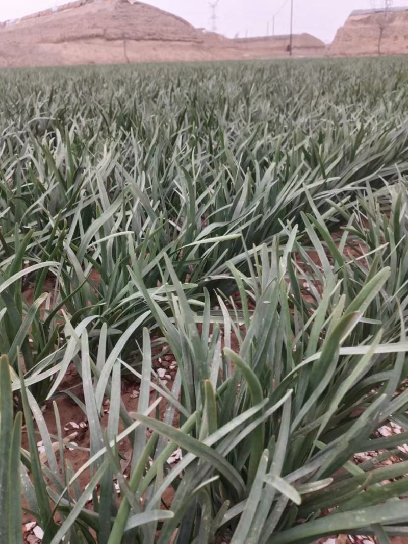 陆地精品韭菜，大量上货，产地一手货源