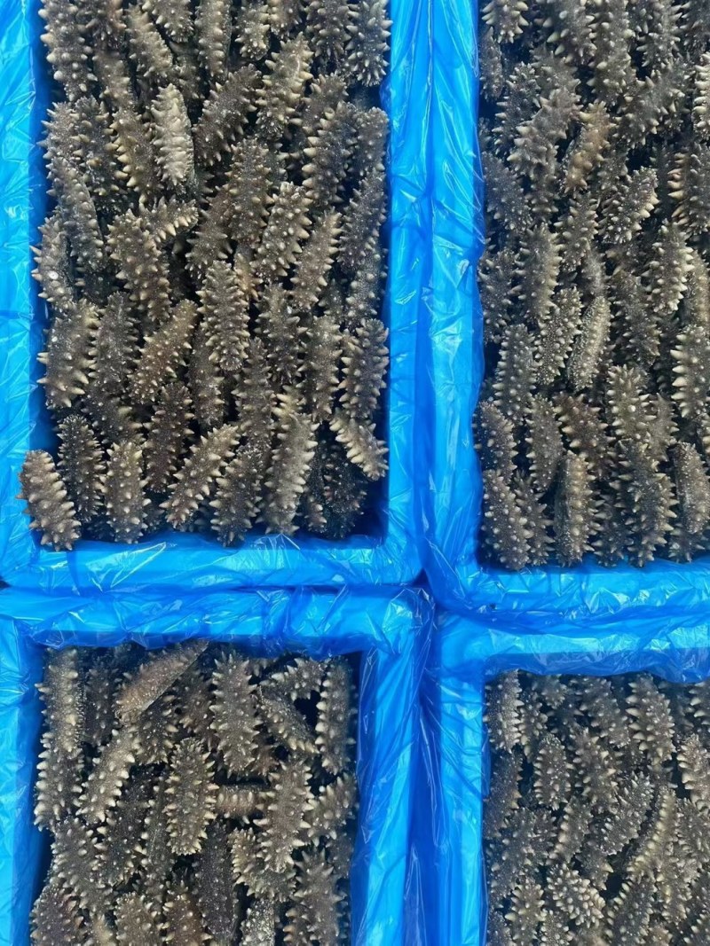 海参