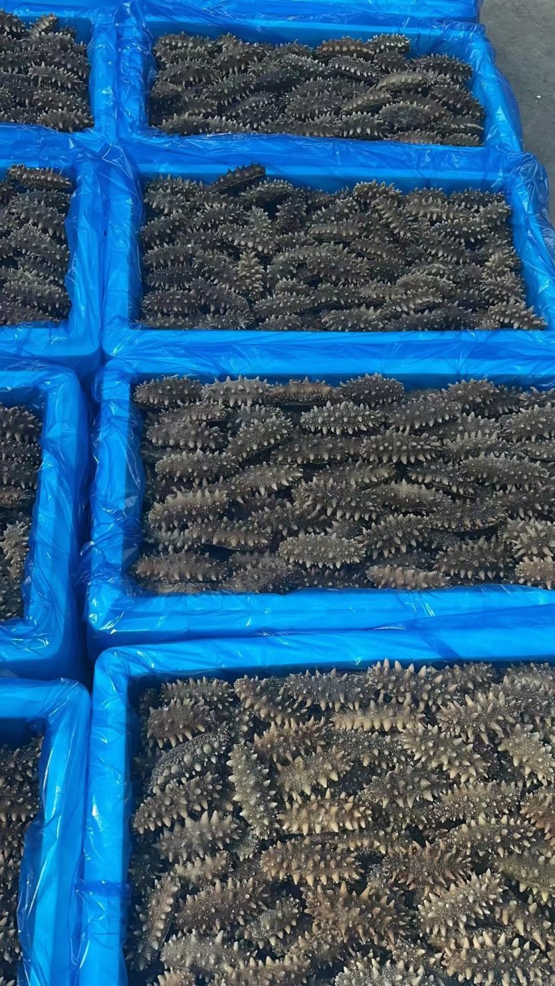 海参