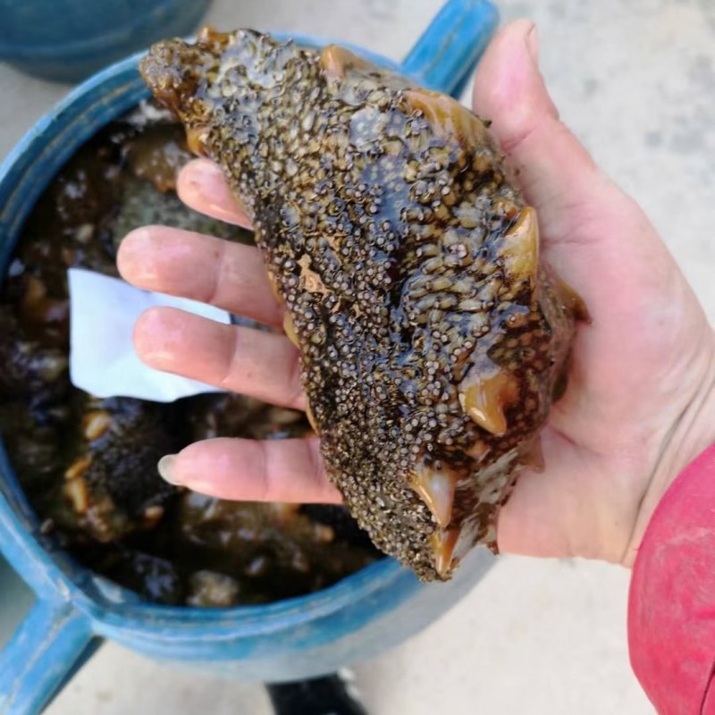 海参
