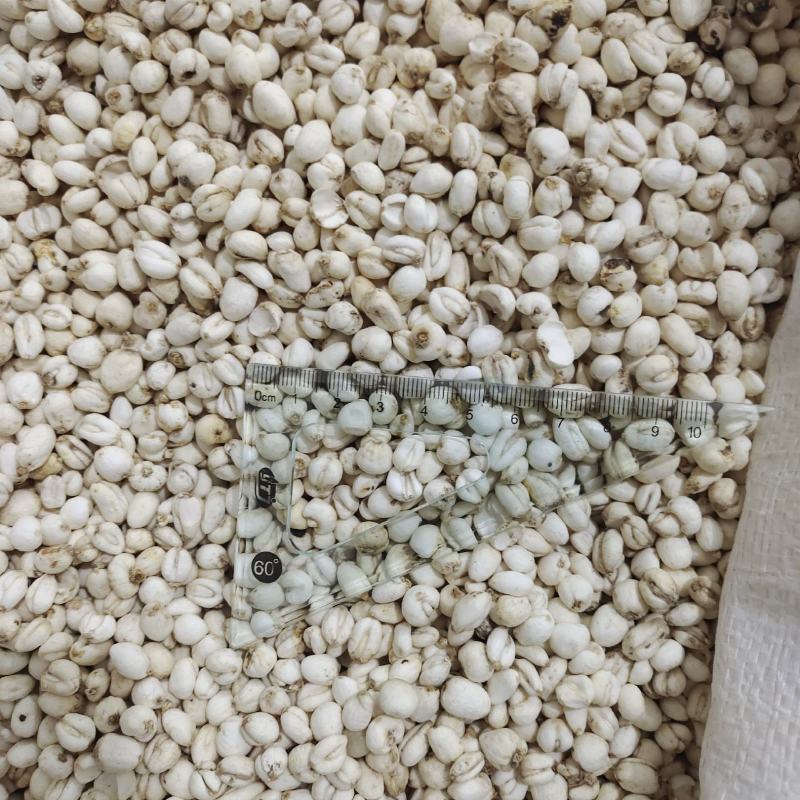 小平贝，贝母，小贝母，新货正品，一手货源，保质保量，批发