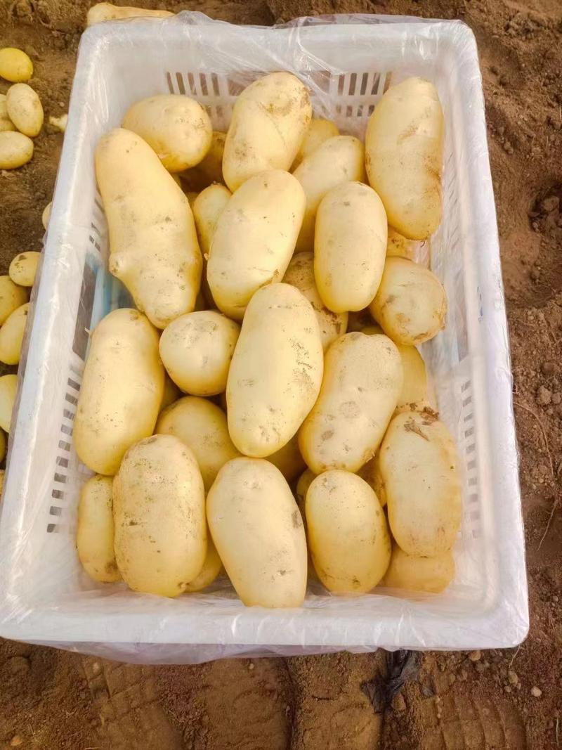 山东土豆上市了黄心土豆，荷兰十五土豆，v7土豆