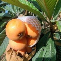 大量上市