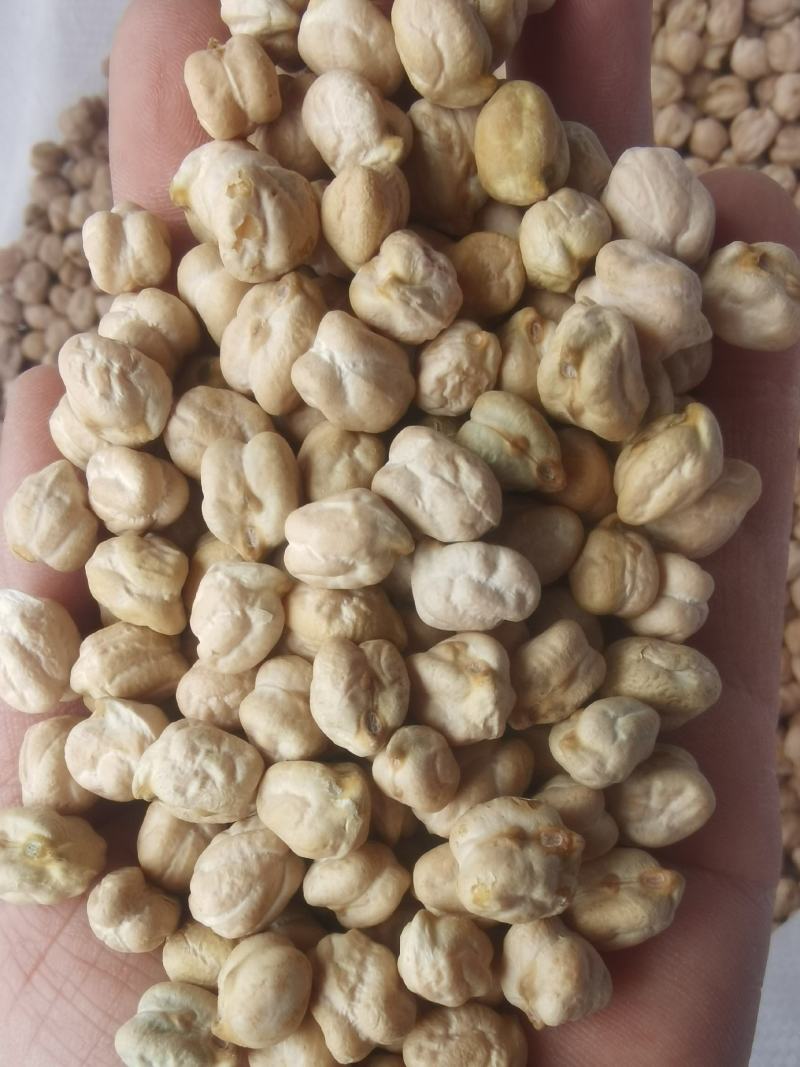 大颗粒鹰嘴豆批发天