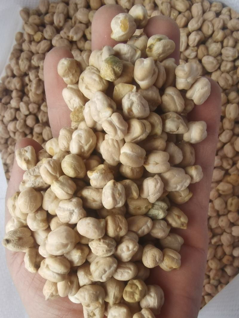 大颗粒鹰嘴豆批发天