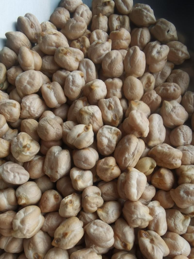 大颗粒鹰嘴豆批发天
