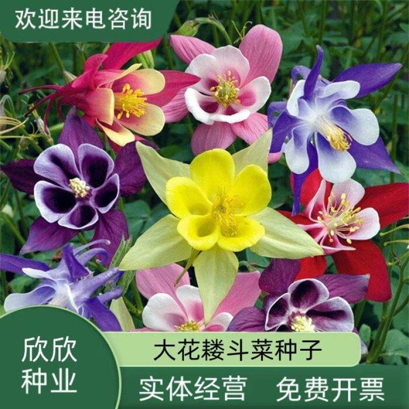 耧斗菜种子大花重瓣四季不断开花多年生阳台室外庭院花猫抓花