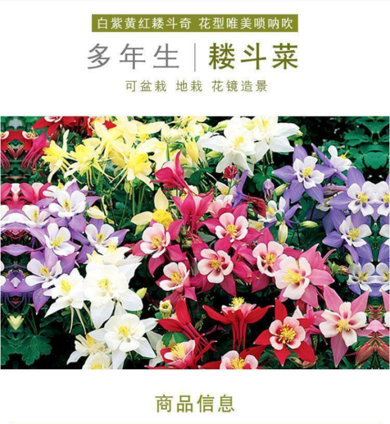 耧斗菜种子大花重瓣四季不断开花多年生阳台室外庭院花猫抓花
