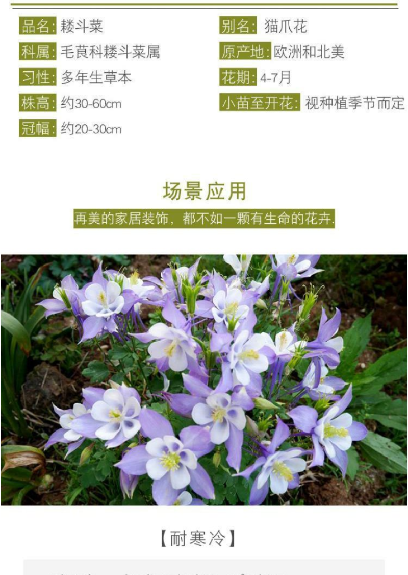 耧斗菜种子大花重瓣四季不断开花多年生阳台室外庭院花猫抓花