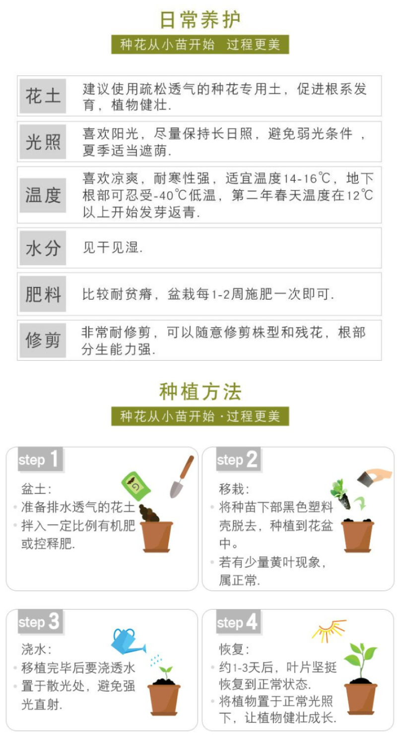 耧斗菜种子大花重瓣四季不断开花多年生阳台室外庭院花猫抓花