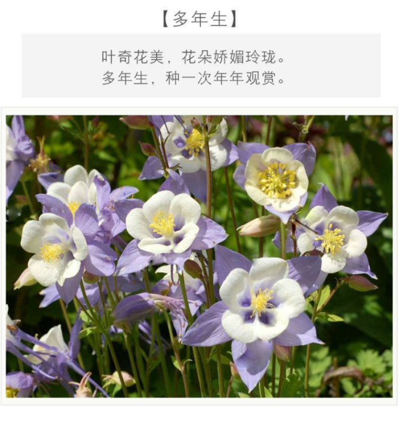 耧斗菜种子大花重瓣四季不断开花多年生阳台室外庭院花猫抓花