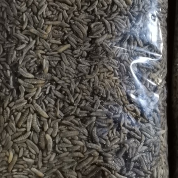 黑水虻虫卵、鲜虫、冻虫