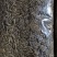 黑水虻虫卵、鲜虫、冻虫