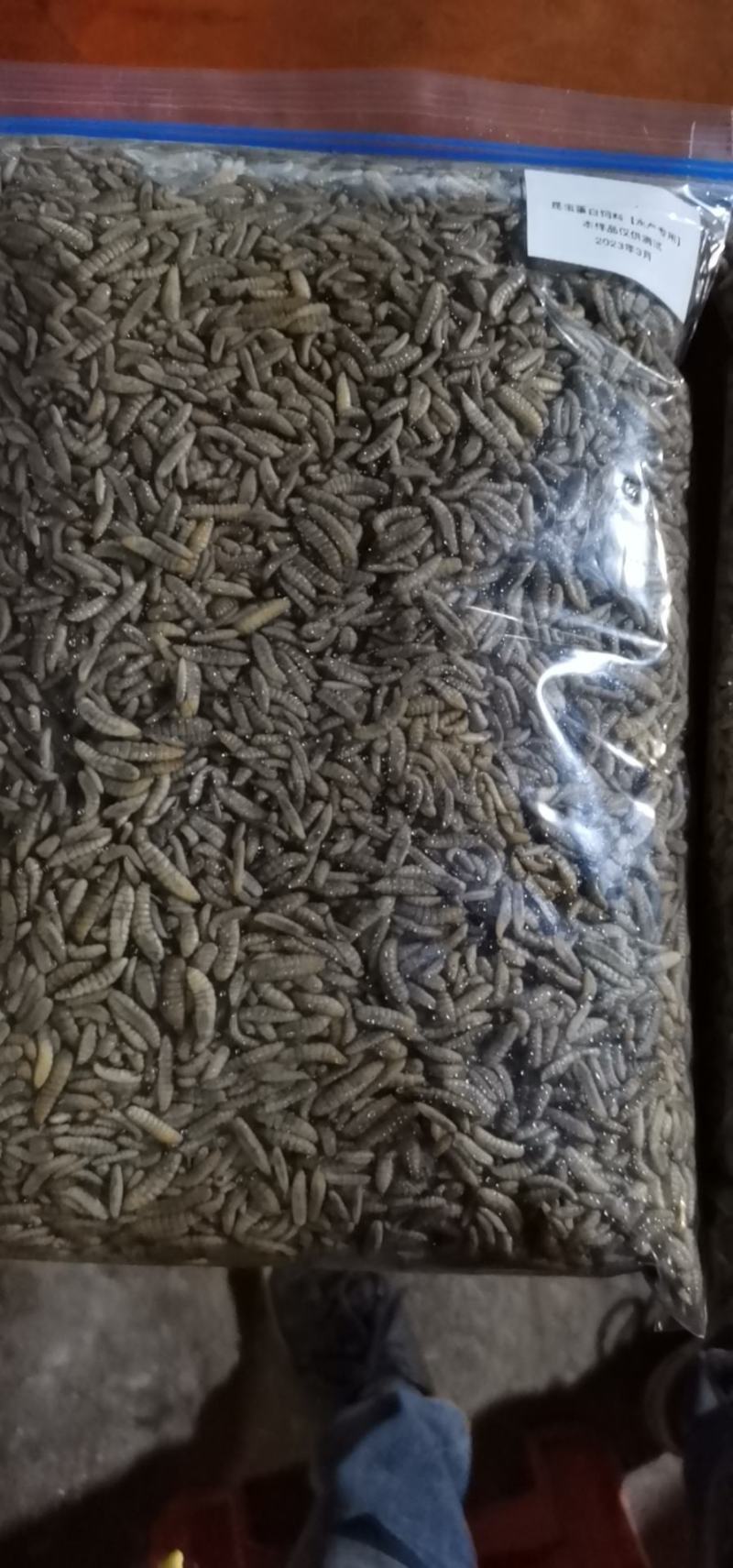 黑水虻虫卵、鲜虫、冻虫
