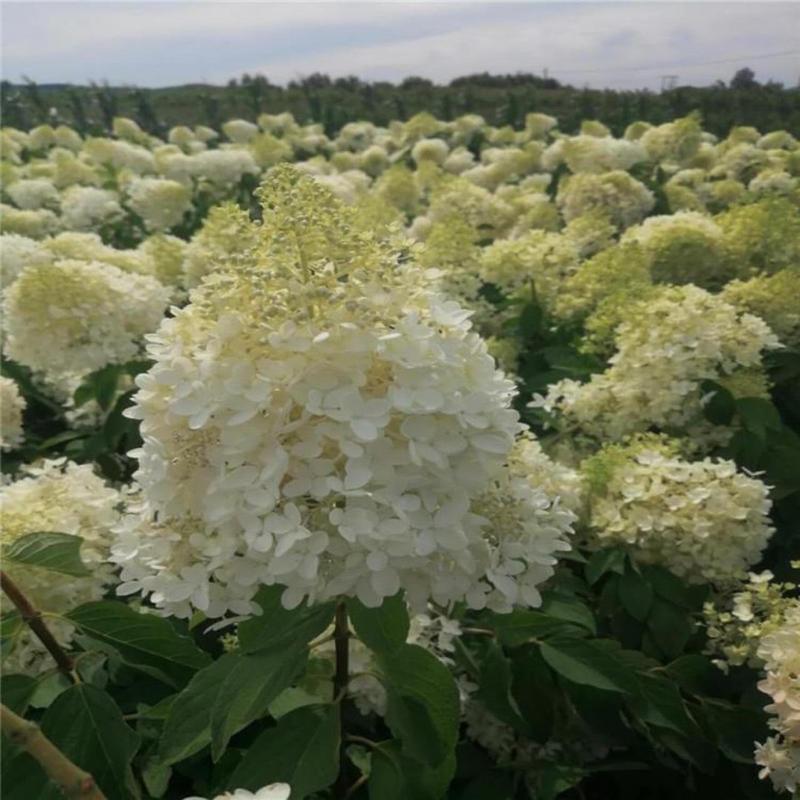 木绣球（大花水亚木）圆锥绣球，各种花卉苗木欢迎进店选购。