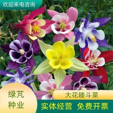 重瓣耧斗菜种籽子猫爪花四季易种冬季阳台盆栽室外庭院春秋播