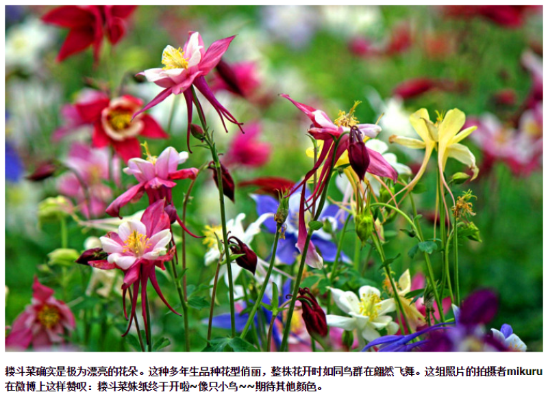 重瓣耧斗菜种籽子猫爪花四季易种冬季阳台盆栽室外庭院春秋播