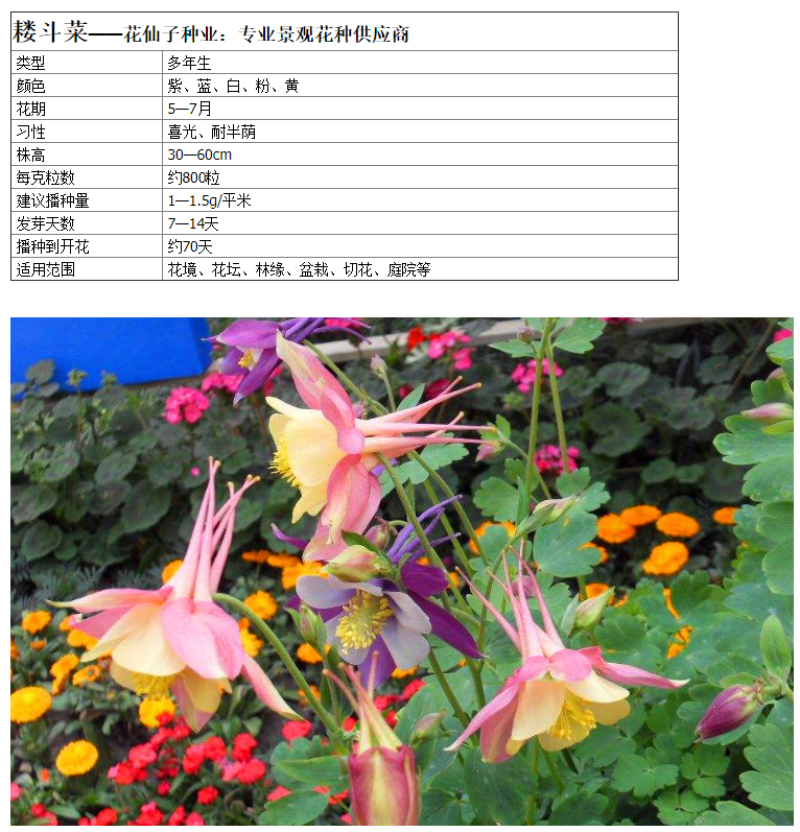 重瓣耧斗菜种籽子猫爪花四季易种冬季阳台盆栽室外庭院春秋播