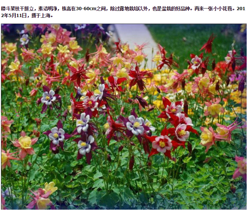 重瓣耧斗菜种籽子猫爪花四季易种冬季阳台盆栽室外庭院春秋播