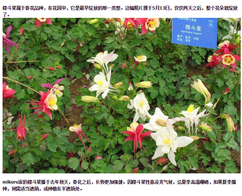重瓣耧斗菜种籽子猫爪花四季易种冬季阳台盆栽室外庭院春秋播