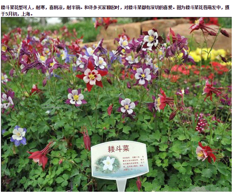 重瓣耧斗菜种籽子猫爪花四季易种冬季阳台盆栽室外庭院春秋播