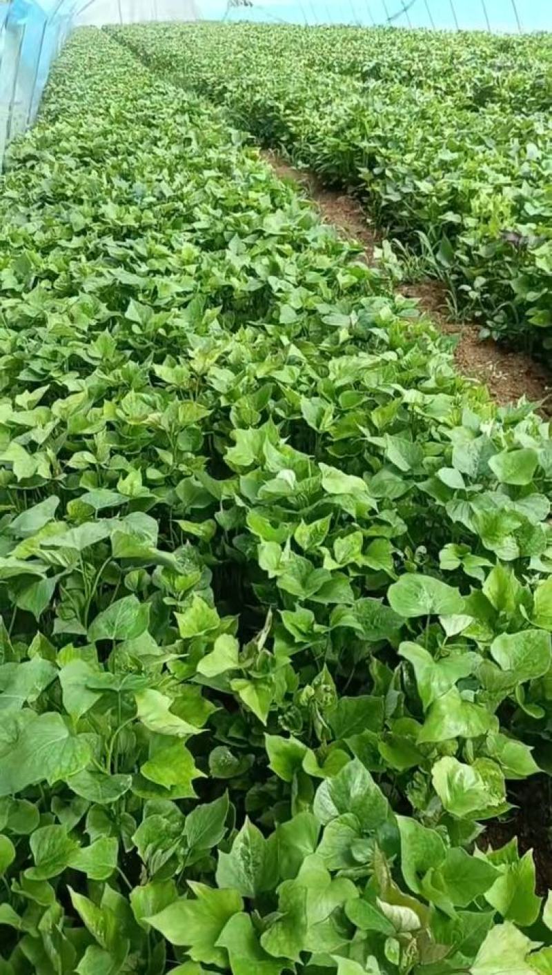 产地直供苏渝303红薯苗红皮红心早熟品种高效益