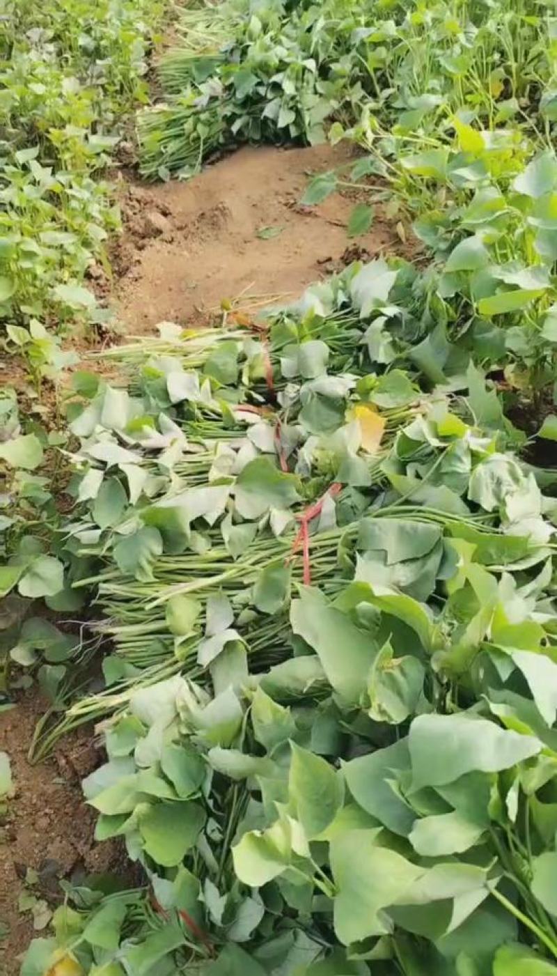 产地直供苏渝303红薯苗红皮红心早熟品种高效益